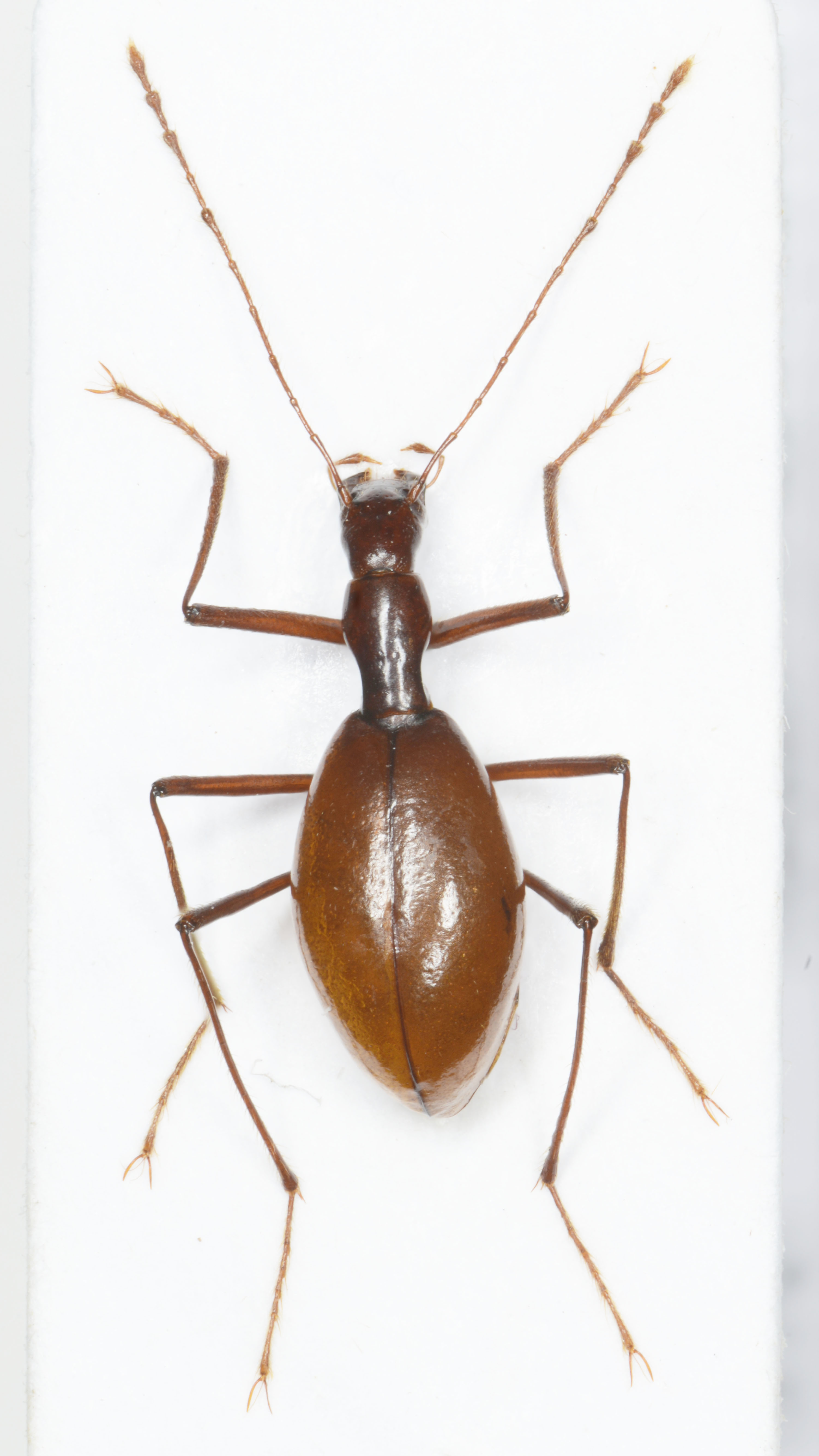 3. Astagobius angustatus, Ledenica pri Dolu, C6890, 2024-01-24 15-17-04 (B,R8,S4)